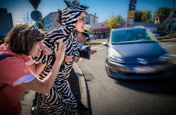 Das_kleine_Zebra_Gibt_acht_im_Strassenverkehr Das_kleine_Zebra_Gibt_acht_im_Strassenverkehr