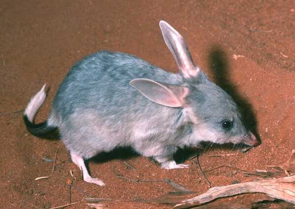 Bilby Bilby