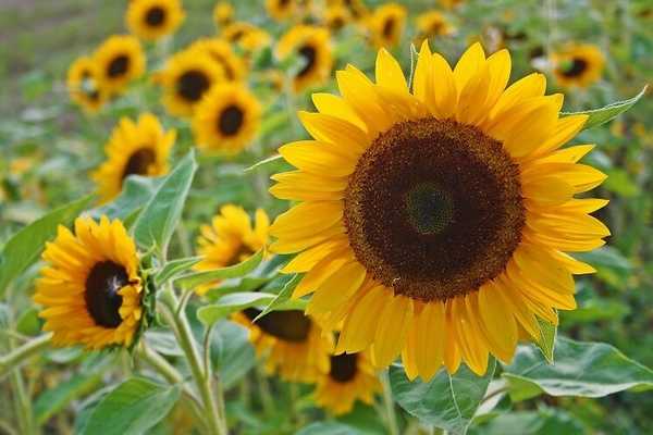 sunflower-629818_1920-747x498